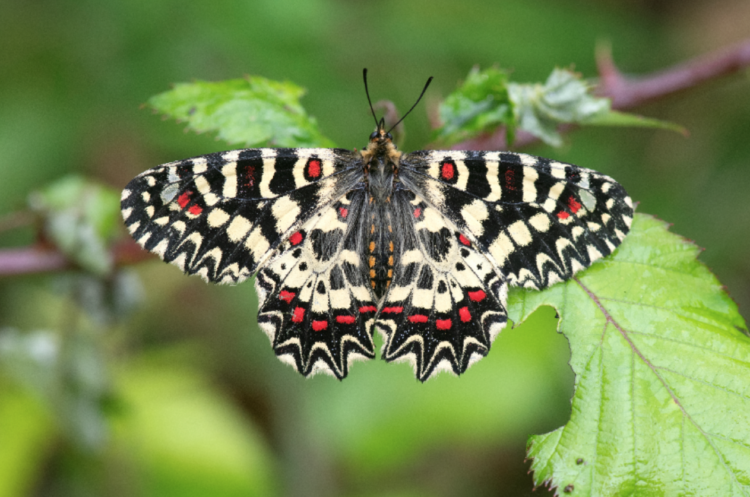 mariposas-2
