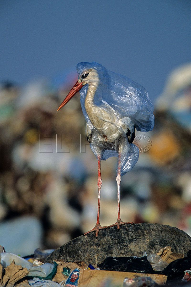 oceanos-plasticos-microplasticos-4