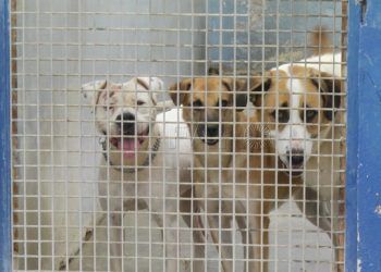 perros
