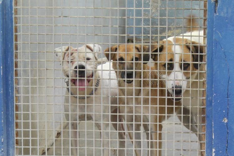 perros