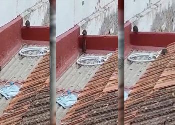 ratas-solar-abandonado-gallo