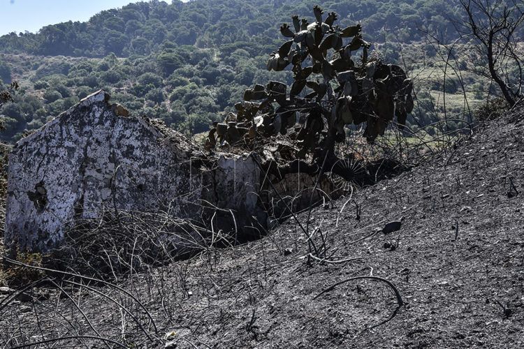 regeneracion-incendio-forestal-1
