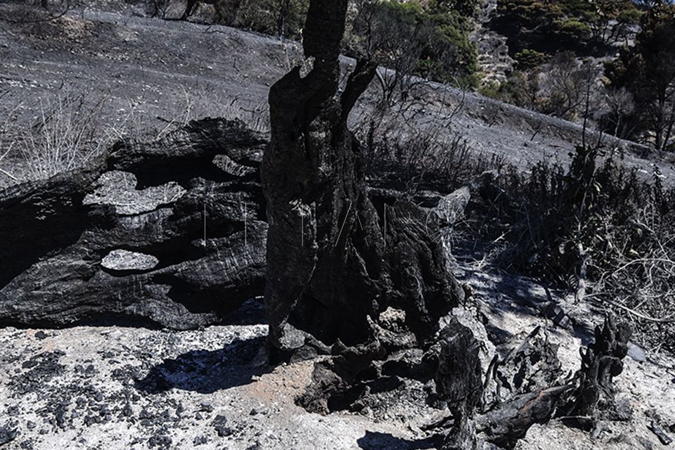 regeneracion-incendio-forestal-2