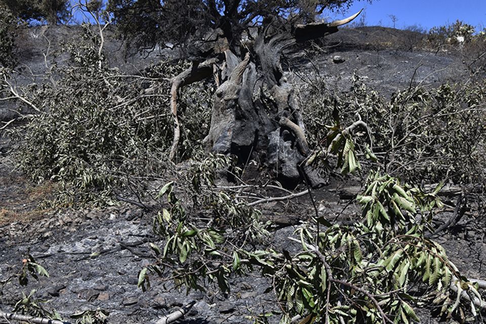 regeneracion-incendio-forestal-3