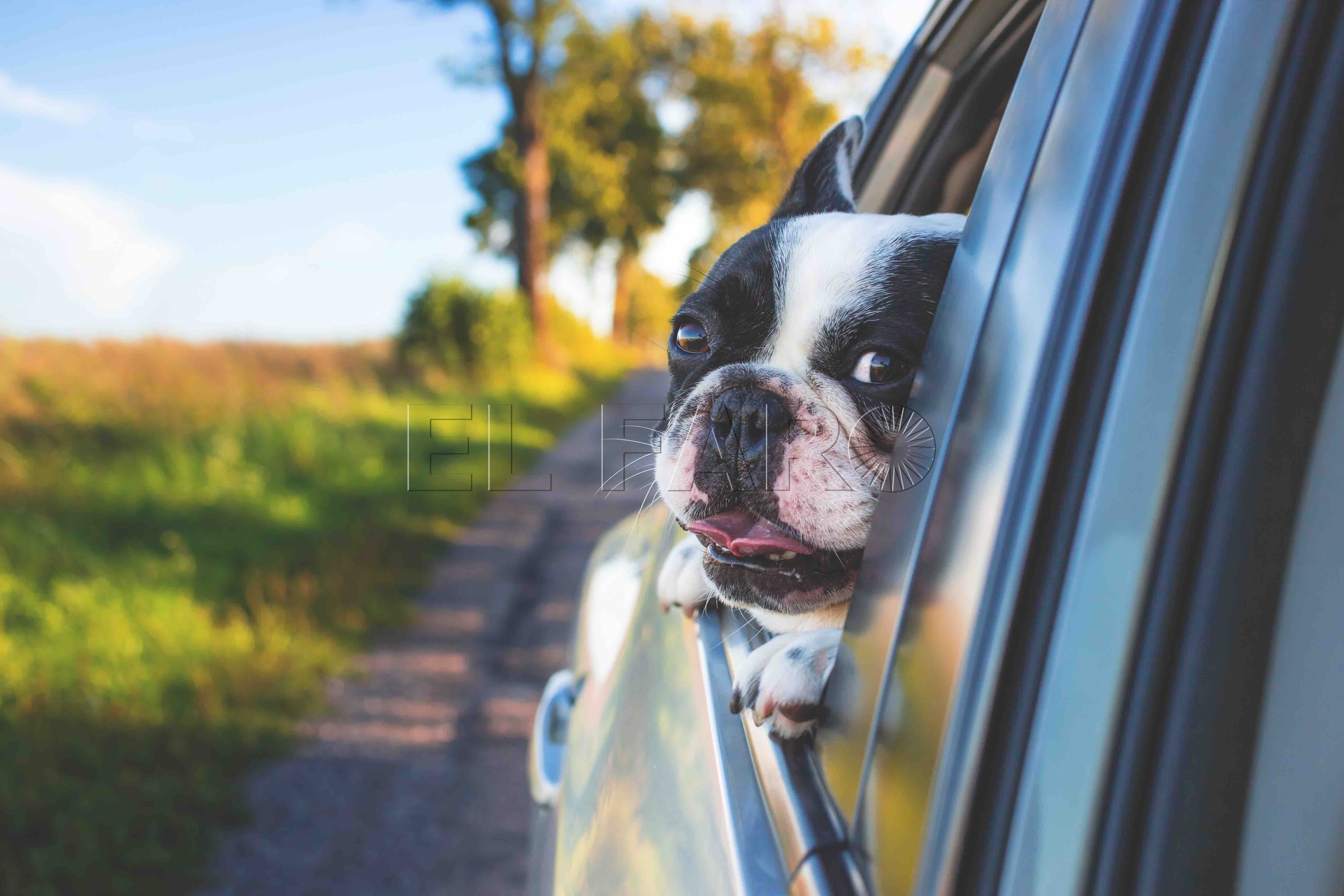 Cómo evitar que nuestro perro sufra un golpe de calor 12