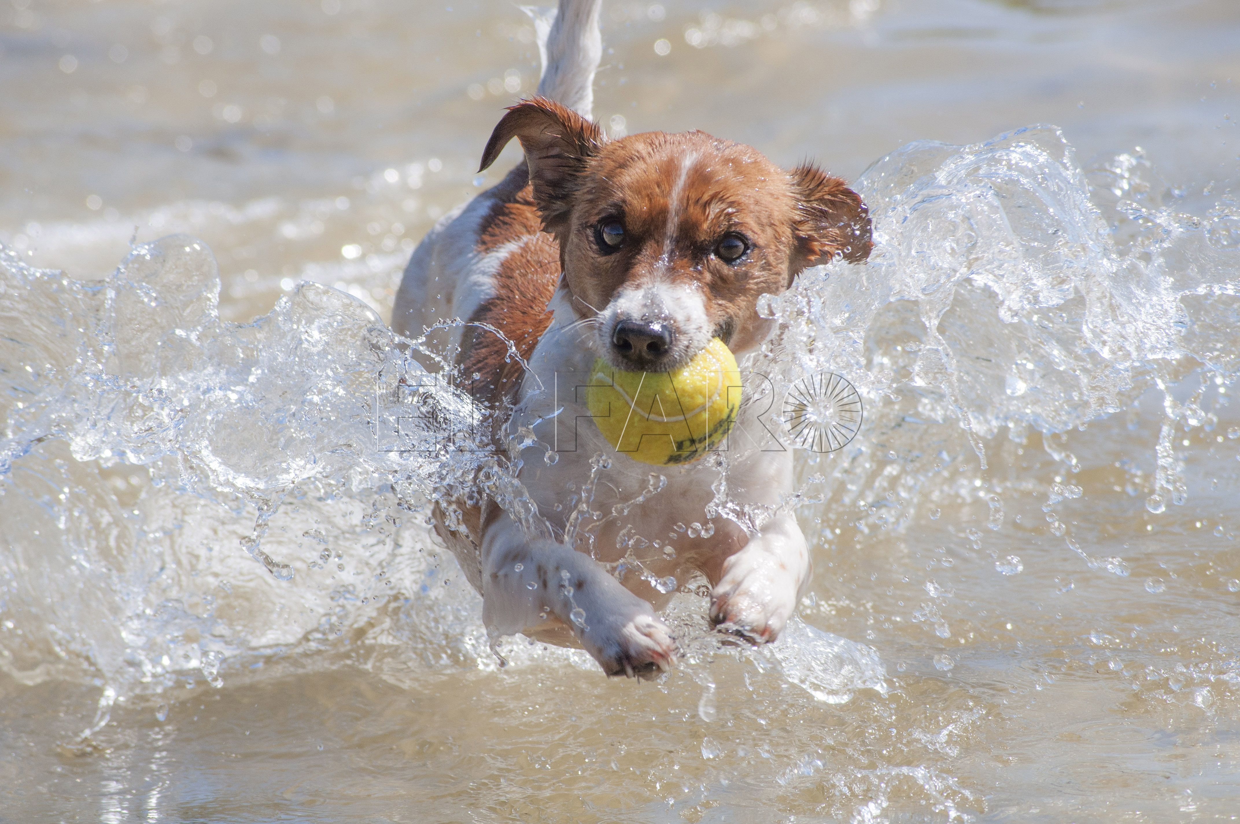 Cómo evitar que nuestro perro sufra un golpe de calor 13