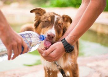 Cómo evitar que nuestro perro sufra un golpe de calor 8