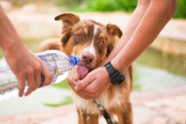 Cómo evitar que nuestro perro sufra un golpe de calor 8