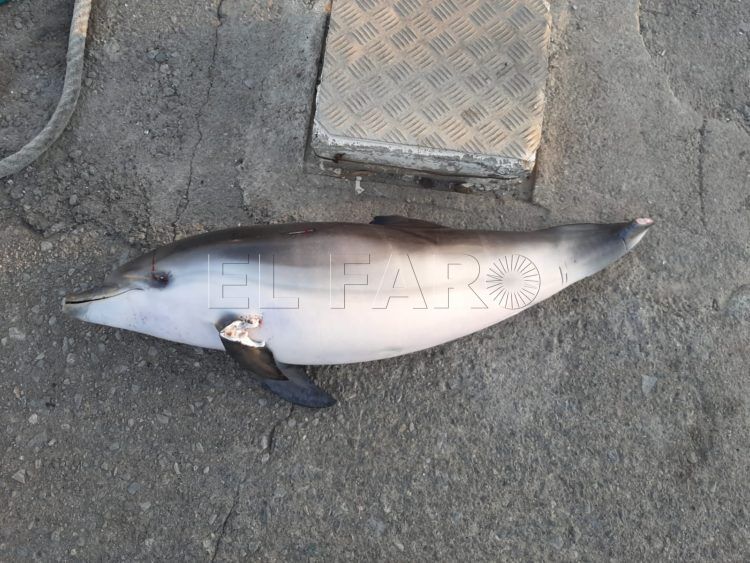Delfin-pequeno-muerto