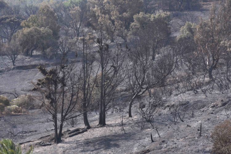Alto daño ecologico incendio calamocarro