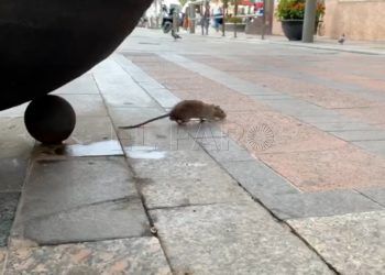 ratas-compras-centro
