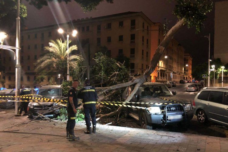 bomberos-arbol-avenida-africa-caida