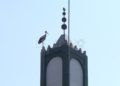ciguenas-sidi-embarek-12
