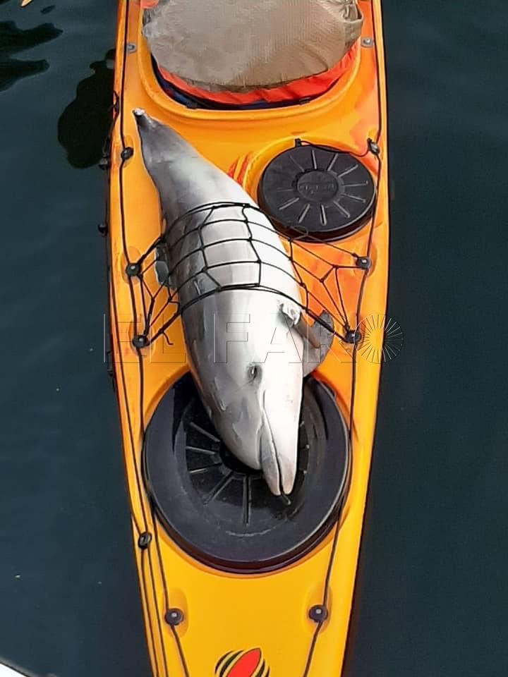 delfin-kayak