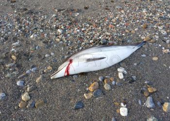 delfin-muerto-agosto-1