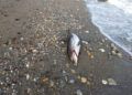 delfin-muerto-agosto-2