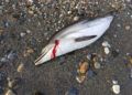 delfin-muerto-agosto-3