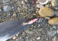 delfin-muerto-agosto-5