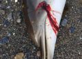 delfin-muerto-agosto-7