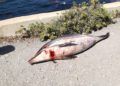 delfines-calamocarro-18