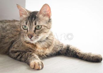 gato