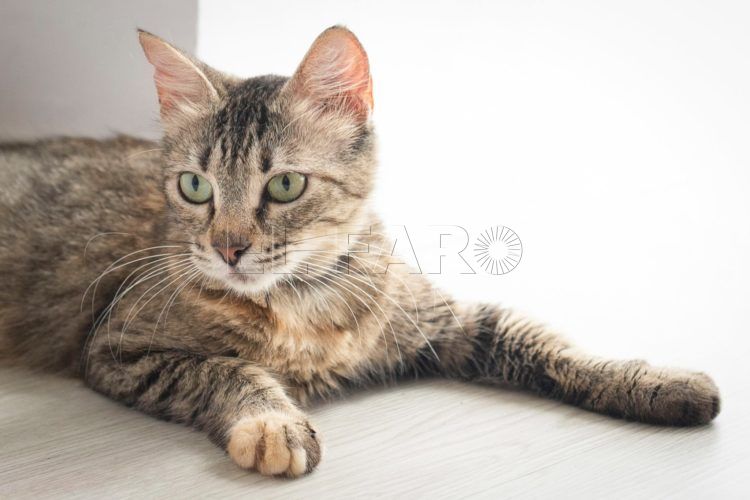 gato