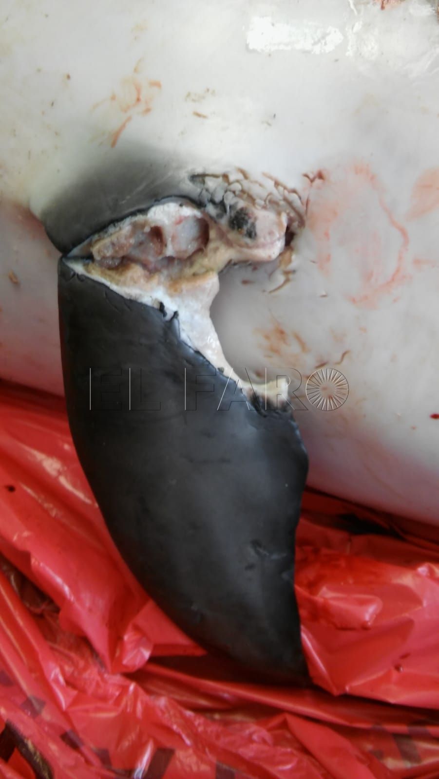 muerte-delfines-esclarecer-3