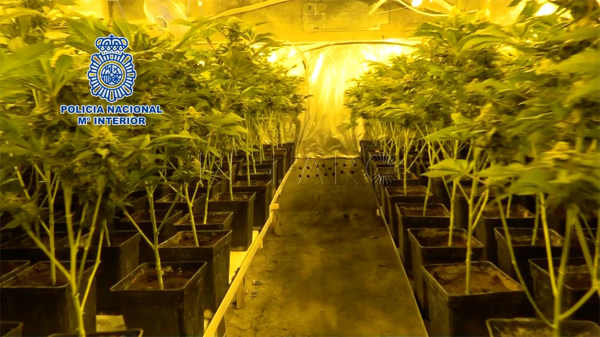 operacion-green-cnp-8