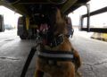 operacion-minerva-77