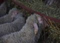 pascua-cordero-compra-animales-05