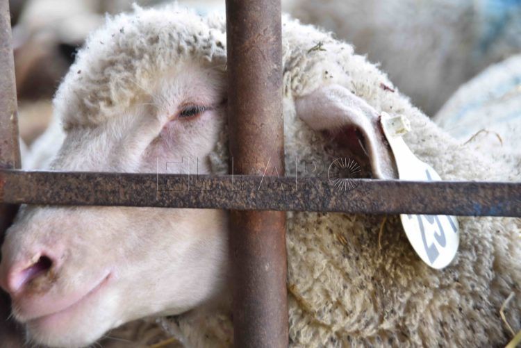 pascua-cordero-compra-animales-09
