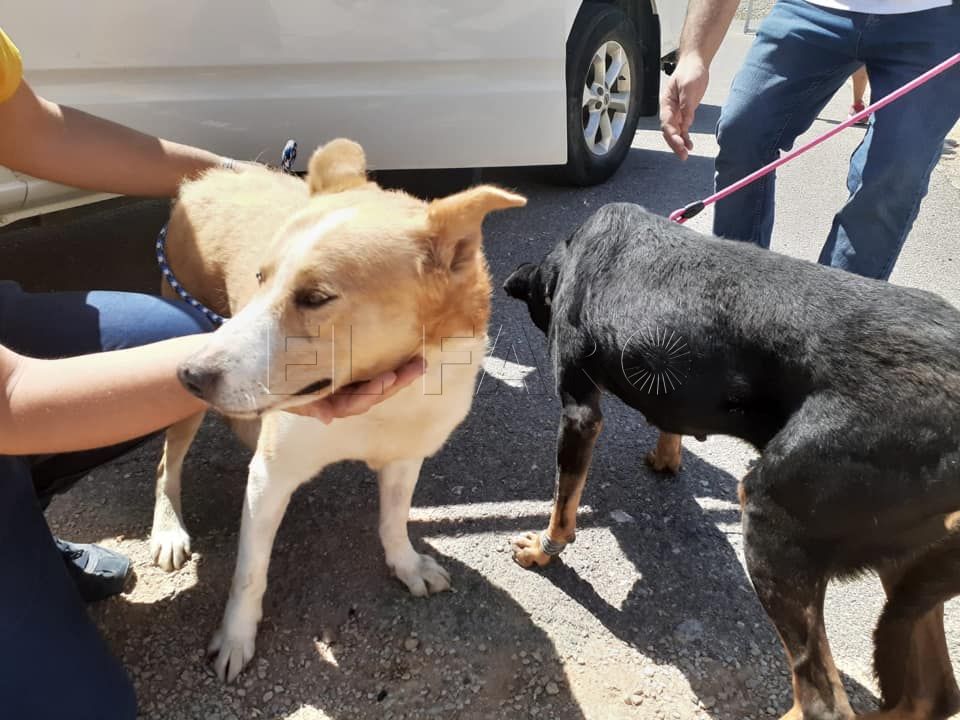 perros-ceuta-protectora-jaen-1