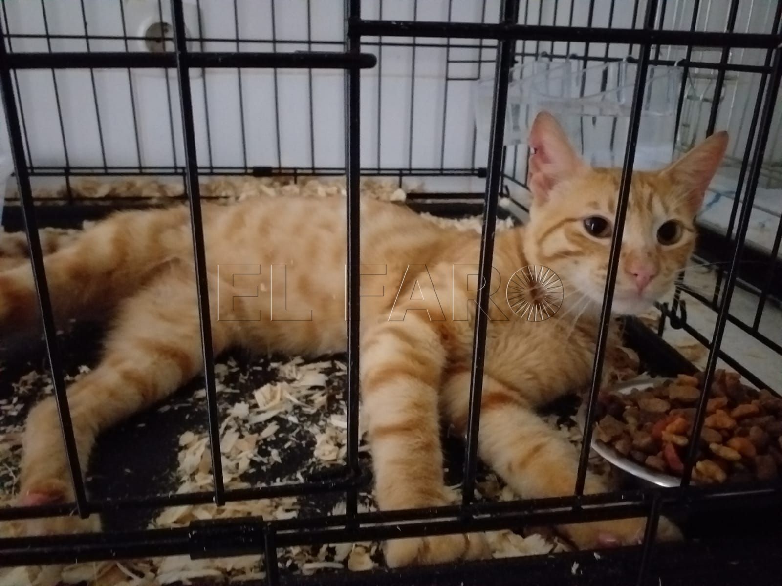 rubio-gato