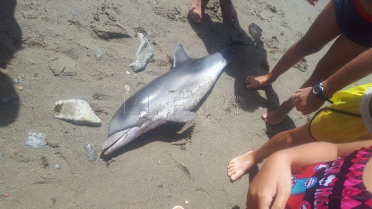 segundo delfin hallado muerto