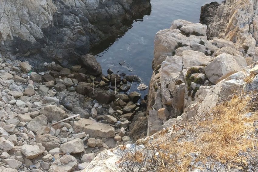 tortuga hallada muerta ceuta