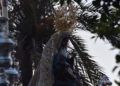 virgen-africa-procesion-feria-8
