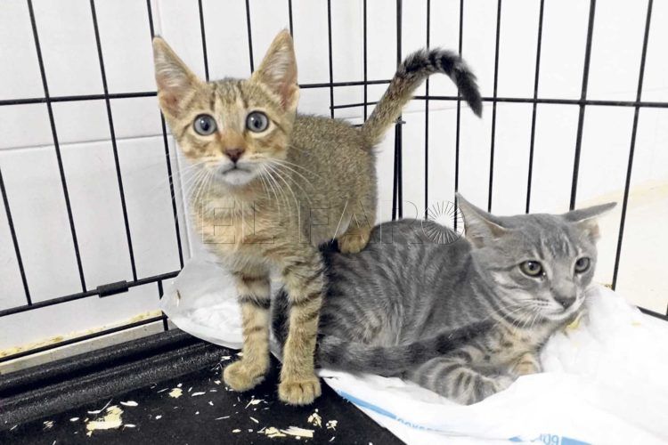 adopcion-gatos