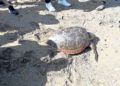 cecam-decima-tortuga-temporada-9