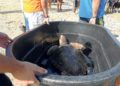 cecam-decima-tortuga-temporada-3
