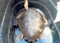 cecam-decima-tortuga-temporada-4