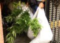 droga-plantacion-marihuana-3