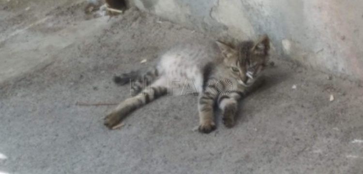 gato