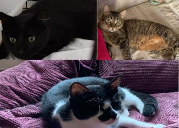 gatos-maltratados
