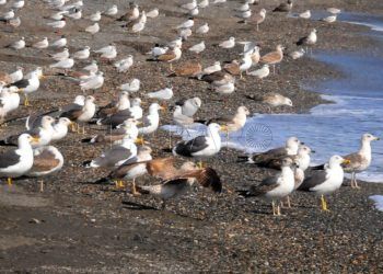 gaviotas-4