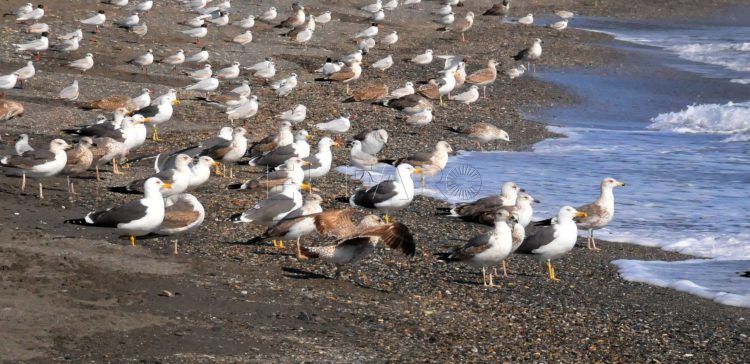 gaviotas-4
