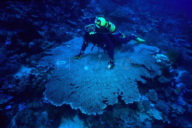 mar-celebes-indonesia-filipinas