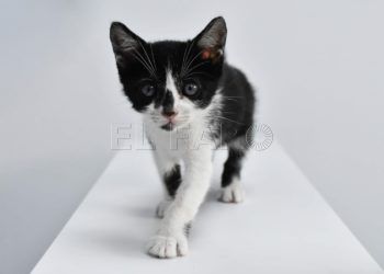 muñeca-gata-maltratada-2