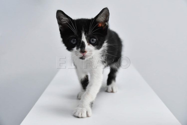 muñeca-gata-maltratada-2