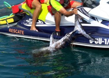 pez-espada-chorrillo-4