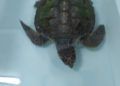 tortuga-rescatada-1